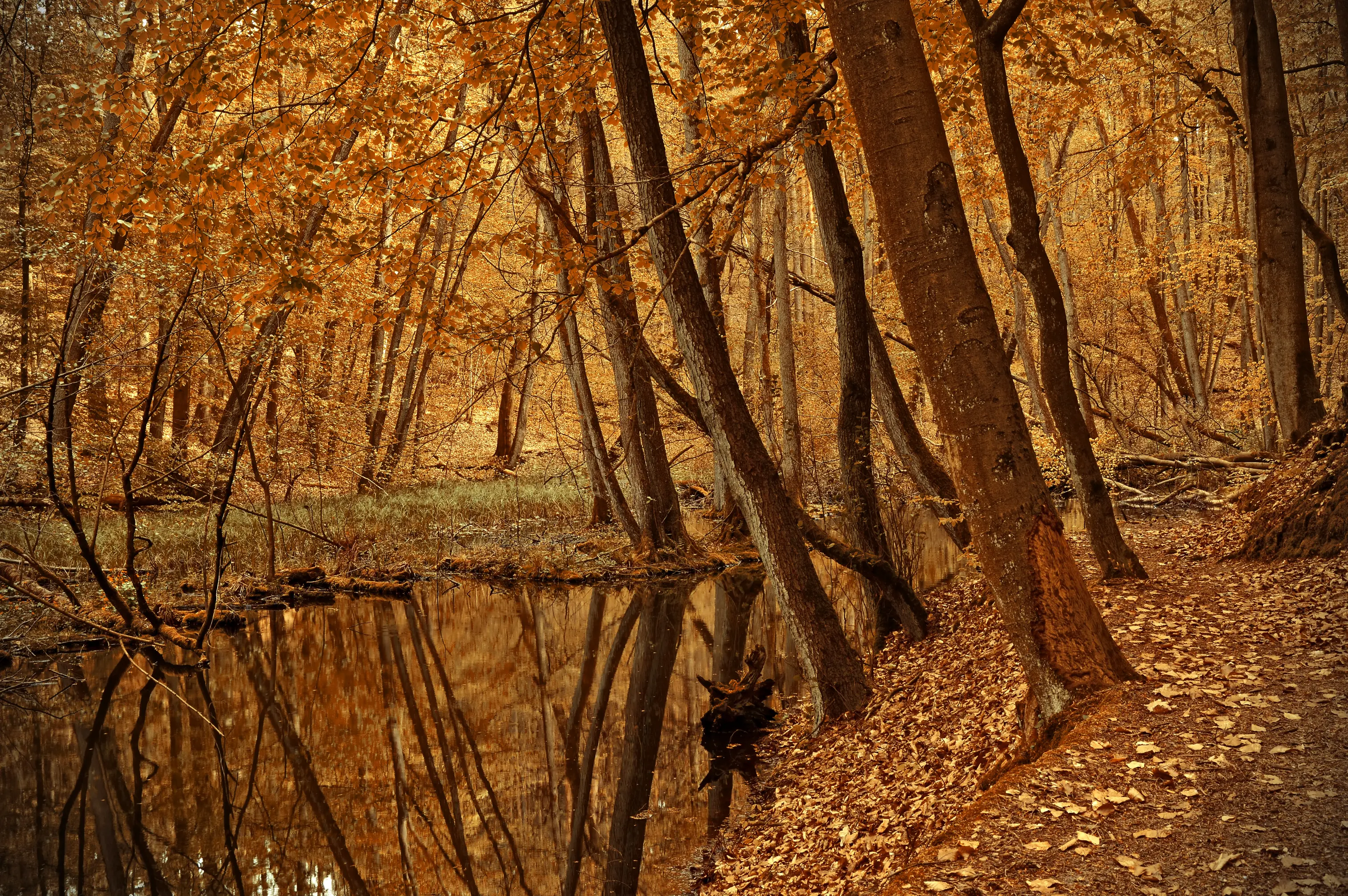 该图片由Peggy Choucair在Pixabay上发布