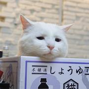 闭着眼走花路_睁开眼走泥路的个人资料头像