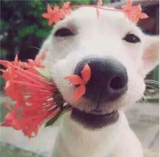 金牌萌比的个人资料头像