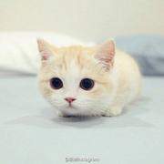 洛阳铲掘金的个人资料头像