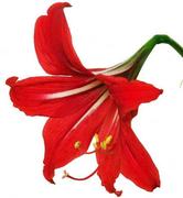 StarryLake的个人资料头像