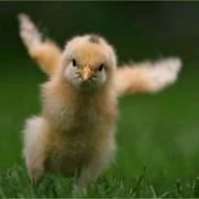 hat_deng的个人资料头像