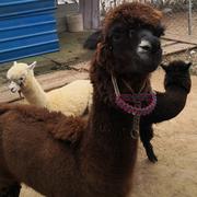 疲倦的walker的个人资料头像