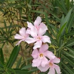 Tag于2019-11-16 12:42发布的图片