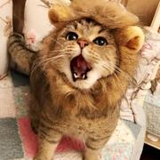 lionzz的个人资料头像