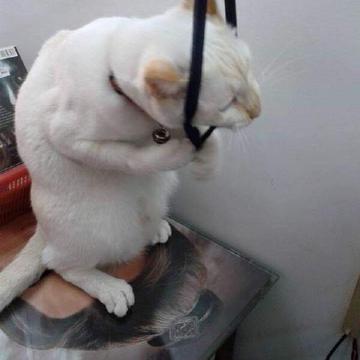 程序员和他的猫于2019-11-18 11:46发布的图片