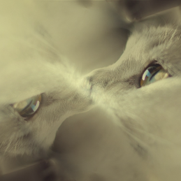 爱偷听的小布丁于2019-11-20 11:39发布的图片