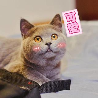 我家猫叫佩奇于2019-11-20 23:43发布的图片