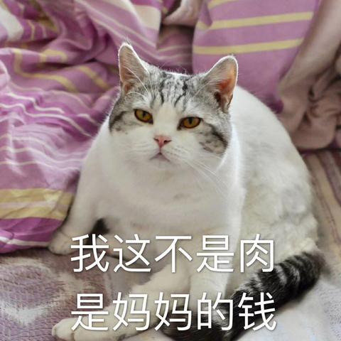 我家猫叫佩奇于2019-11-20 23:43发布的图片
