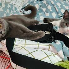 我家猫叫佩奇于2019-11-20 23:43发布的图片