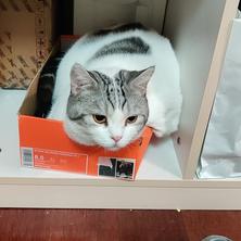 我家猫叫佩奇于2019-11-20 23:43发布的图片