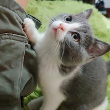 我家猫叫佩奇于2019-11-20 23:43发布的图片