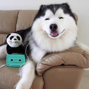 Qiie的个人资料头像