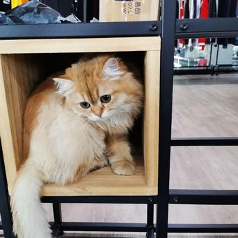 wangsiyu1997于2019-11-29 12:03发布的图片