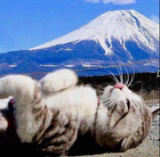 哈哈呀的个人资料头像