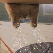 shota的个人资料头像