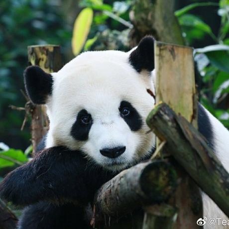 SpringInMyHometown于2019-12-12 15:57发布的图片