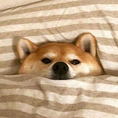 nothingToDo于2019-12-12 17:05发布的图片