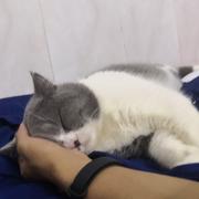 前端本端的个人资料头像