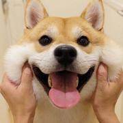 Duuuuuke的个人资料头像