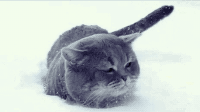我的体重.gif