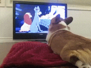 别人的状态,我的单身状态.gif