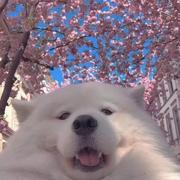 不离拾_的个人资料头像