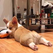 Noah酱的个人资料头像