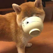 猛犸的个人资料头像