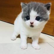 萌萌的陈小贱的个人资料头像