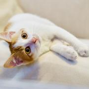 火小白的个人资料头像