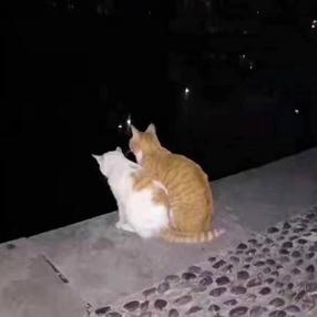 小肥橘猫于2019-12-24 18:44发布的图片