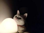 柒初初的个人资料头像