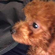 zcainizc的个人资料头像