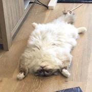 double鸭鸭鸭的个人资料头像