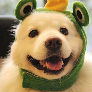 TinyHusky于2019-12-03 14:14发布的图片