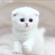 James小马的个人资料头像