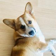 java呆的个人资料头像