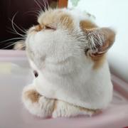 一只怂货小脑斧的个人资料头像