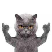 前端的猫的个人资料头像