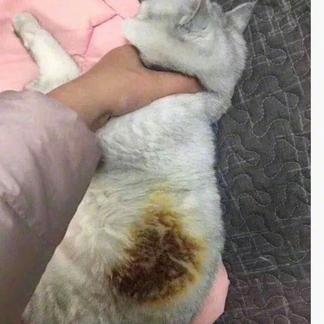 程序员鼓励喵于2019-02-10 11:16发布的图片