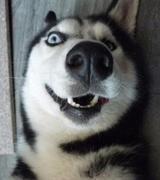 飞天大马猴的个人资料头像