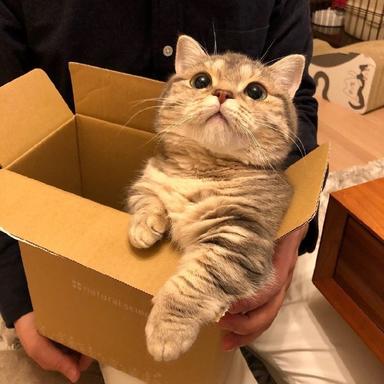 程序员鼓励喵于2019-02-15 09:24发布的图片