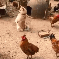 沙雕动图于2019-02-15 14:26发布的图片