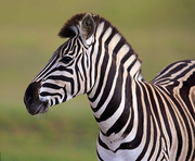 云鹧的个人资料头像