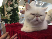 amyqin的个人资料头像