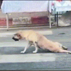 沙雕动图于2019-02-20 14:28发布的图片