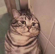 snowsmall的个人资料头像