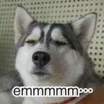 吃瓜路人的个人资料头像