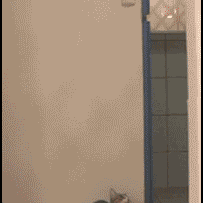 沙雕动图于2019-02-21 06:46发布的图片